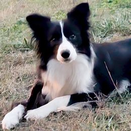 Shiva - Black female Border Collie puppy in Raccoon, Kentucky from Skyline Border Collies