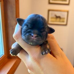 Pumpkin Latte - Sable male Shih Tzu puppy in Erin, New York from HonorRae Shih Tzu