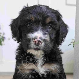 Bernedoodles from Little Bear Bernedoodles
