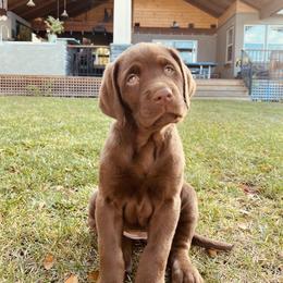 Labrador Retriever Puppies from On My Side Kennels