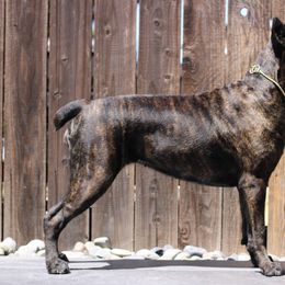 Greece - Cane Corso