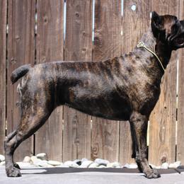 Greece - Cane Corso