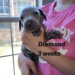 Diamond - Blue Female 3 - Blue female Weimaraner puppy in Kingwood, Texas from Desert Rose Weimaraners
