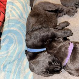Sirius - Black male Giant Schnauzer puppy in Noblesville, Indiana from Stratton House Kennels