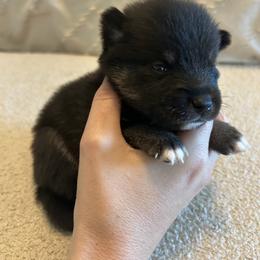 Pomsky Puppies from Pomsky Hills