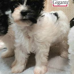 Biewer Terrier and Yorkshire Terrier Puppies from Corazón de gigante