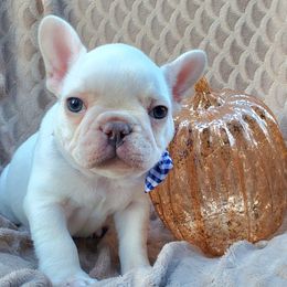 French Bulldogs from Wolf Creek