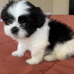 Green collar - Black and white male Shih Tzu puppy in Houston, Texas from Adams Pawsitive Pawfection