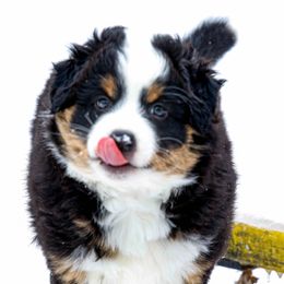 Miniature American Shepherd Puppies from Stones River Mini American Shepherds