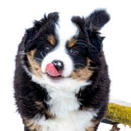 Miniature American Shepherd Puppies from Stones River Mini American Shepherds