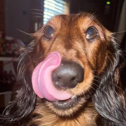 Lucifer - Dachshund