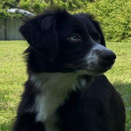 Junebug - Miniature Australian Shepherd