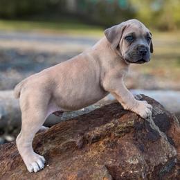Yellow Collar - Gray and fawn male Cane Corso puppy in Catawba, North Carolina from Catawba Cane Corso