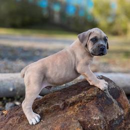 Yellow Collar - Gray and fawn male Cane Corso puppy in Catawba, North Carolina from Catawba Cane Corso