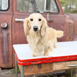 Little Bear - Dachshund
