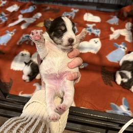 Bronco - Parti male Miniature Schnauzer puppy in Scottsboro, Alabama from EsKay Mini Schnauzers