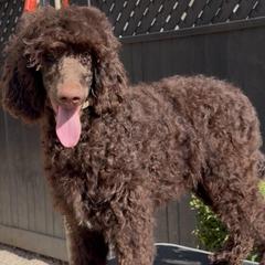 Clove Garland - Brown female Poodle puppy in Corona, California from Garden Of Poodles