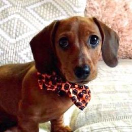 Dachshunds and Miniature Schnauzers from Chestnut Hill Farm