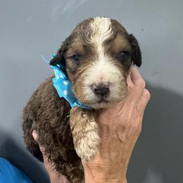 Lt Blue - Merle male Bernedoodle puppy in Petersburg, Michigan from Brittany’s Mini Bernedoodles