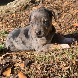 Girl 4 - Blue merle female Catahoula Leopard Dog puppy in Gadsden, Alabama from Rich Cat’s