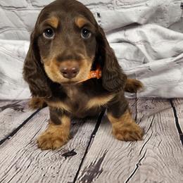 Hatch (orange collar) - Chocolate and tan male Dachshund puppy in Anaconda, Montana from Williams Family Dachshunds