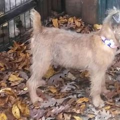 Dee - Brussels Griffon
