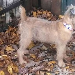 Dee - Brussels Griffon