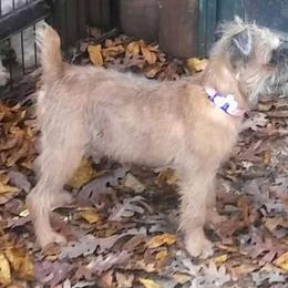 Dee - Brussels Griffon