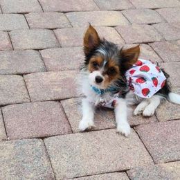 Tiana - Parti Yorkshire Terrier puppy in Brooksville, Florida from Wild Azalea Yorkies on FB