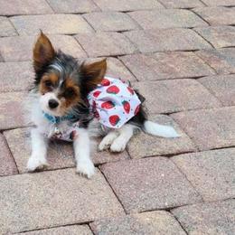 Tiana - Parti Yorkshire Terrier puppy in Brooksville, Florida from Wild Azalea Yorkies on FB