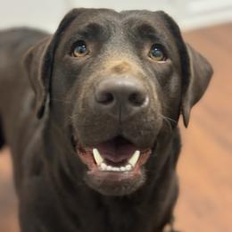 Penny - Chocolate female Labrador Retriever puppy in Beaverdam, Virginia from Riverside Sunset Labrador Retrievers
