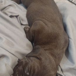 D1 - Liver German Shorthaired Pointer puppy in Mechanicsville, Iowa from Apple River Working Dogs