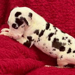 Harlequin Boy 1 - Harlequin male Great Dane puppy in Westville, Florida from Boulder View Danes