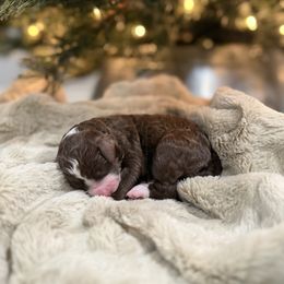 Marie - female Golden Mountain Doodle puppy in Victoria, Texas from Deidre's Doodles