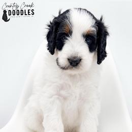 Astrid - Tri-color female Bernedoodle puppy in Tipton, Indiana from Country Creek Doodles
