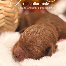 Jack - Red  male Goldendoodle puppy in Washington, Utah from Elsie Lane Doodles