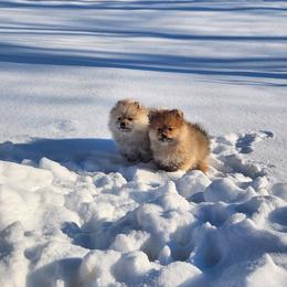 Pomeranian Puppies from Diamond-Pom