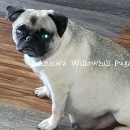 MeMeMia - Pug