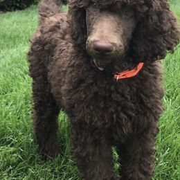 Poodle Puppies from Poodle Sense