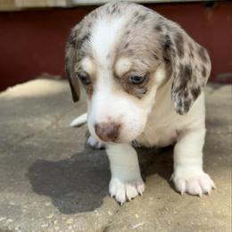 Boy 1 - Dapple male Dachshund puppy in Jacksonville, Florida from Little Lords & Ladies Dachshunds