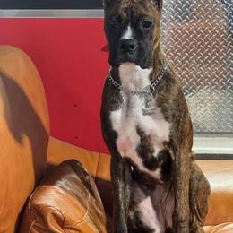 Baby - Brindle female Boxer puppy in Toledo, Ohio from Julie Wilmore Olympic Boxers
