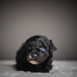 Boy 2 - male Schnoodle puppy in Caldwell, Idaho from Boise Doodle Co.