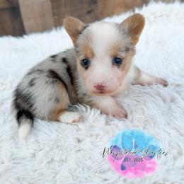Scout - White merle male American Corgi puppy in Solon Springs, Wisconsin from Werpstead Shorties