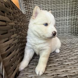 Rosalind - White female Pomsky puppy in Winchendon, Massachusetts from Mountain View Pomskies