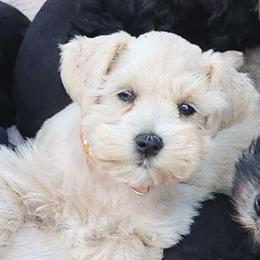 Crystal - Wheaten female Miniature Schnauzer puppy in Ferndale, Washington from Blackhorse Schnauzers Washington state
