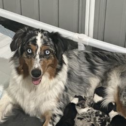Maggie - Australian Shepherd