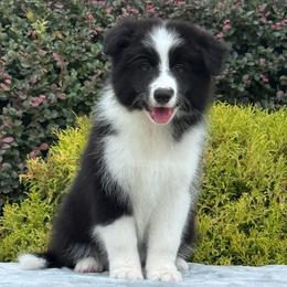 Coal - Black male Border Collie puppy in Dunn, North Carolina from Coylety Border Collies