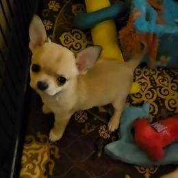 Winter - Fawn male Chihuahua puppy in Ligonier, Indiana from Country Charm Chihuahuas