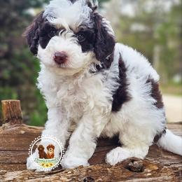 Babe Ruth chocolate tri - Tri-color male Bernedoodle puppy in Salem, Missouri from Meadowbrook Poodles