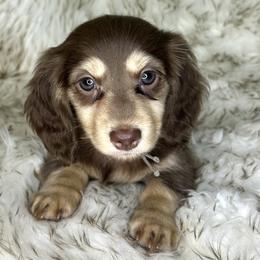 Sansa's Chocolate and Cream -- Girl - Chocolate and cream female Dachshund puppy in Kalama, Washington from Dazzling Doxies